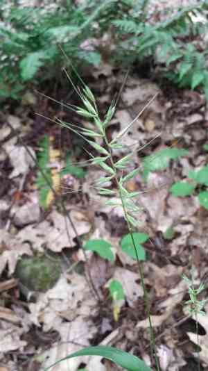 Eastern bottle-brush grass(Elymus hystrix)
