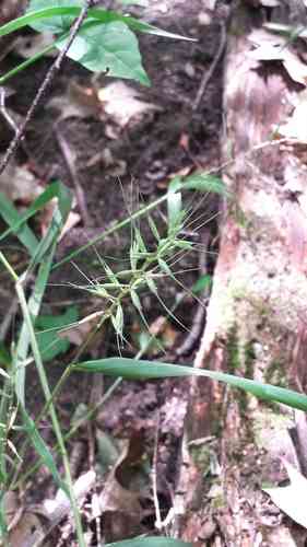 Eastern bottle-brush grass(Elymus hystrix)