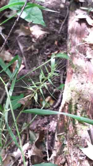 Eastern bottle-brush grass(Elymus hystrix)