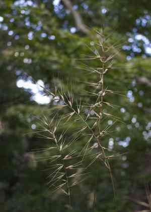 Eastern bottle-brush grass(Elymus hystrix)