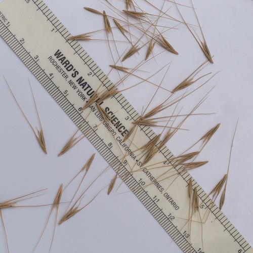 Eastern bottle-brush grass