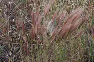 Big squirreltail(Elymus multisetus)