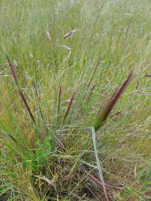 Big squirreltail(Elymus multisetus)