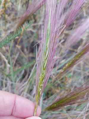 Big squirreltail(Elymus multisetus)