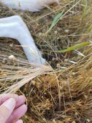 Big squirreltail(Elymus multisetus)