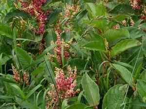 Quack grass(Elymus repens)