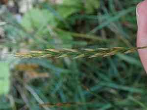 Quack grass(Elymus repens)