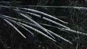 Quack grass(Elymus repens)