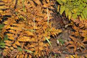 Quack grass(Elymus repens)
