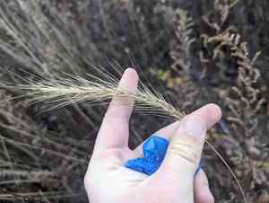 Riverbank wildrye(Elymus riparius)