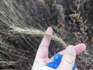 Riverbank wildrye(Elymus riparius)