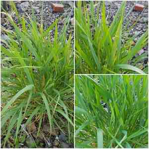 Siberian wildrye(Elymus sibiricus)
