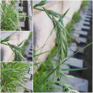 Siberian wildrye(Elymus sibiricus)