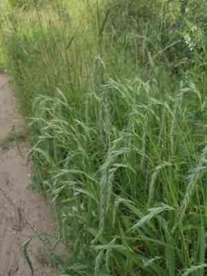 Siberian wildrye(Elymus sibiricus)
