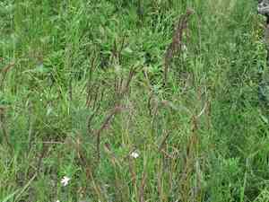 Siberian wildrye(Elymus sibiricus)