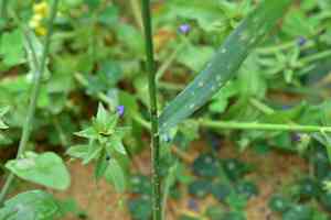 Wheatgrass(Elymus tsukushiensis)