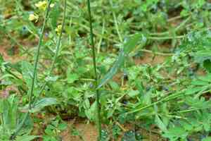 Wheatgrass(Elymus tsukushiensis)