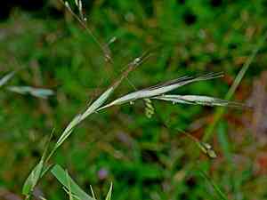 Wheatgrass(Elymus tsukushiensis)