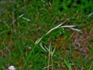 Wheatgrass(Elymus tsukushiensis)