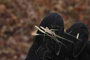 Hairy wild rye(Elymus villosus)