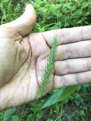 Hairy wild rye(Elymus villosus)