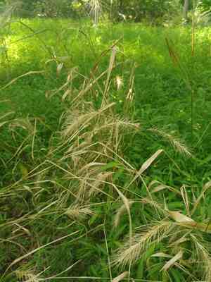 Hairy wild rye(Elymus villosus)
