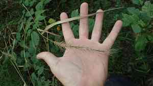 Hairy wild rye(Elymus villosus)