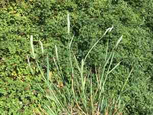 High wildrye(Elymus violaceus)