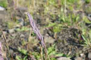 High wildrye(Elymus violaceus)