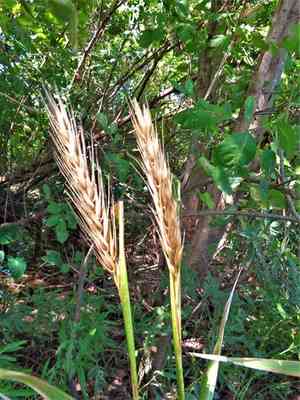 Virginia wild rye(Elymus virginicus)