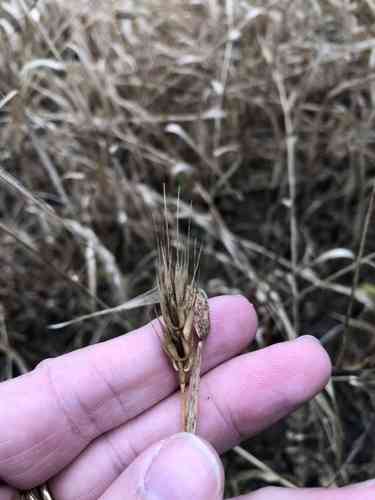 Virginia wild rye(Elymus virginicus)