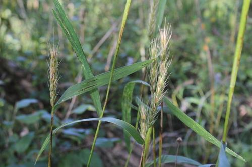 Photo inspiration: Gallery Detail: Virginia Wild Rye Elymus Virginicus Care Guide Pests Diseases Watering