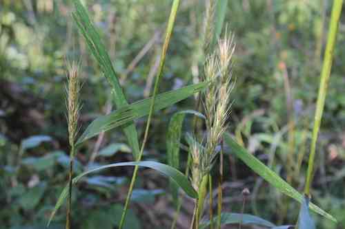 Virginia wild rye(Elymus virginicus)