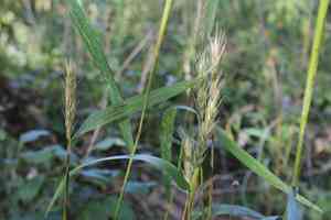 Virginia wild rye(Elymus virginicus)