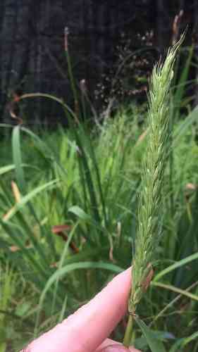 Virginia wild rye(Elymus virginicus)