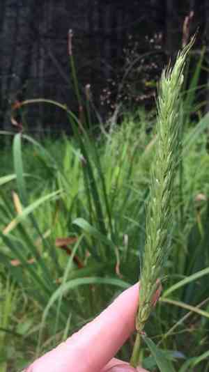 Virginia wild rye(Elymus virginicus)