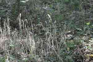 Virginia wild rye(Elymus virginicus)