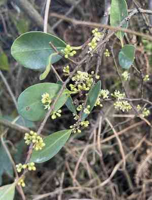 False black pepper(Embelia ribes)