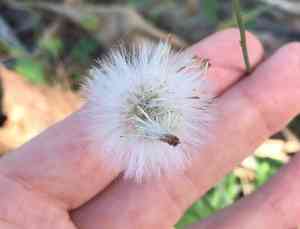 Ladys paintbrush(Emilia javanica)