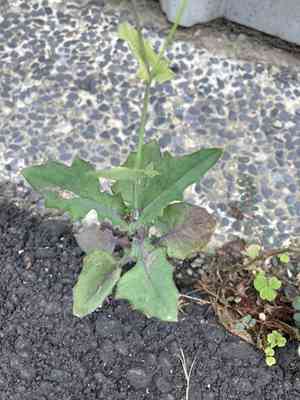 Ladys paintbrush(Emilia javanica)
