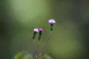 Lilac Tasselflower(Emilia sonchifolia)