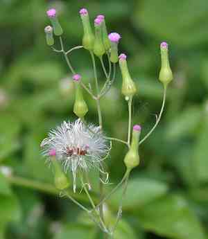 Lilac Tasselflower(Emilia sonchifolia)