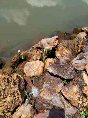 Lilac Tasselflower(Emilia sonchifolia)