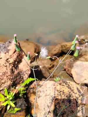 Lilac Tasselflower(Emilia sonchifolia)