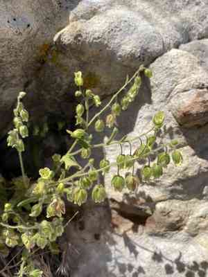 Whispering bells(Emmenanthe penduliflora)