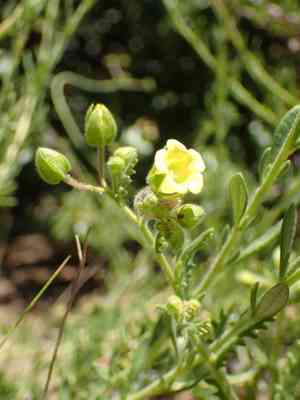 Whispering bells(Emmenanthe penduliflora)