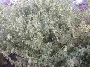 Whispering bells(Emmenanthe penduliflora)