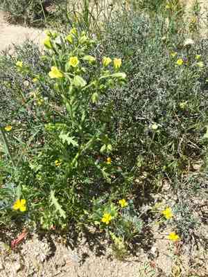 Whispering bells(Emmenanthe penduliflora)