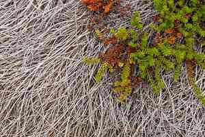 Black crowberry(Empetrum nigrum)