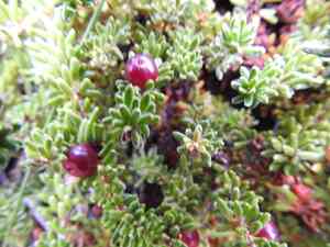 Empetrum rubrum(Empetrum rubrum)